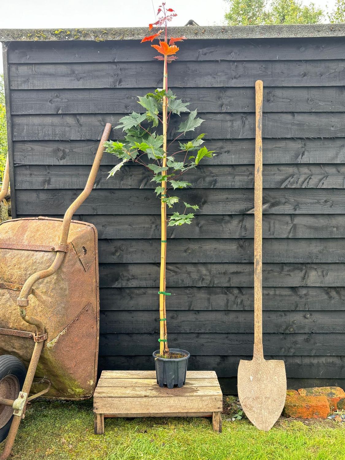 ACER platanoides &#39;Crimson King&#39; / Purple Norway Maple
