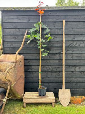 ACER platanoides &#39;Crimson King&#39; / Purple Norway Maple