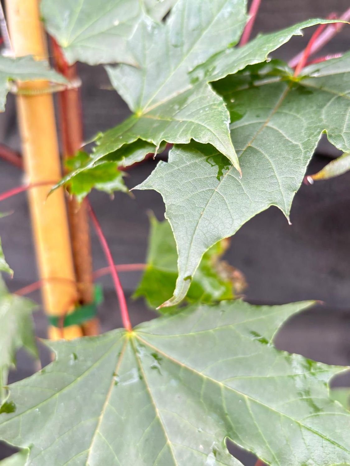ACER platanoides &#39;Crimson King&#39; / Purple Norway Maple