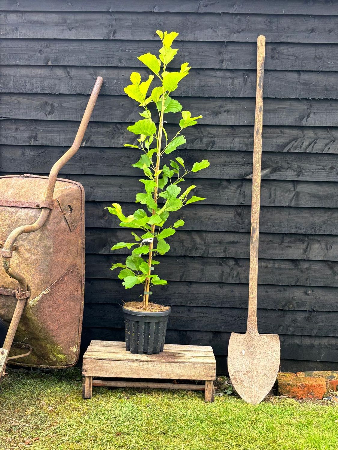 ALNUS incana &#39;Aurea&#39; / Golden Alder