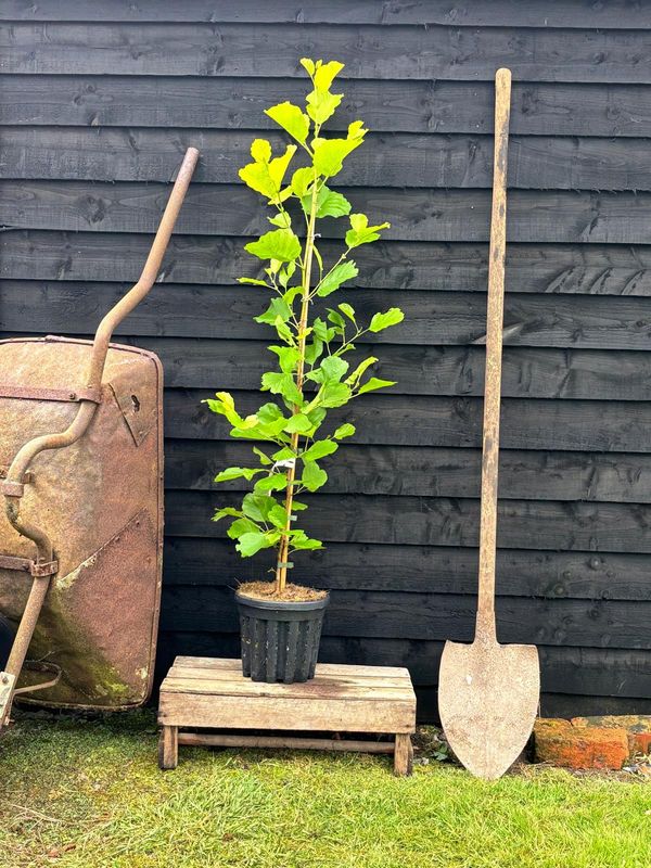 Golden Alder tree for sale UK