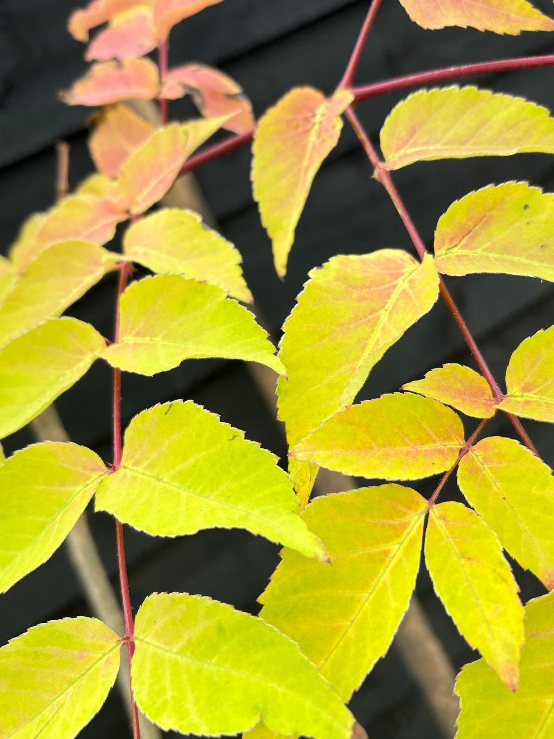 ARALIA elata / Angelica Tree
