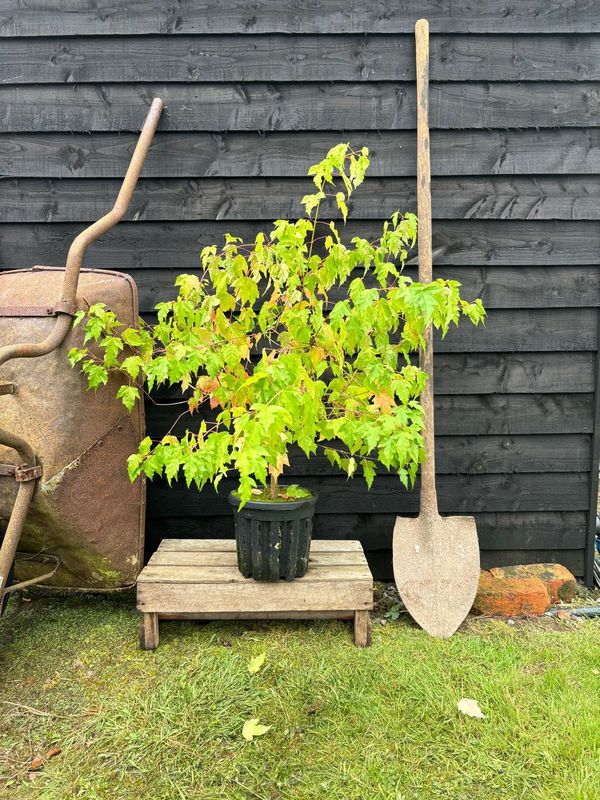Amur Maple tree for sale UK
