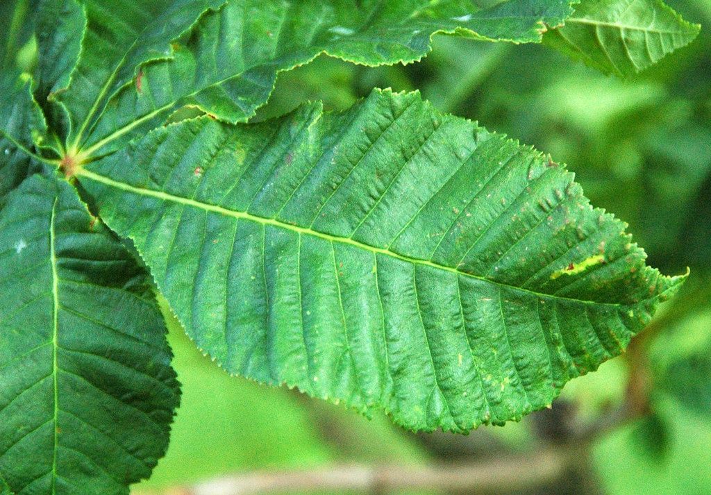AESCULUS x carnea &#39;Briotii&#39; / Red Horse Chestnut