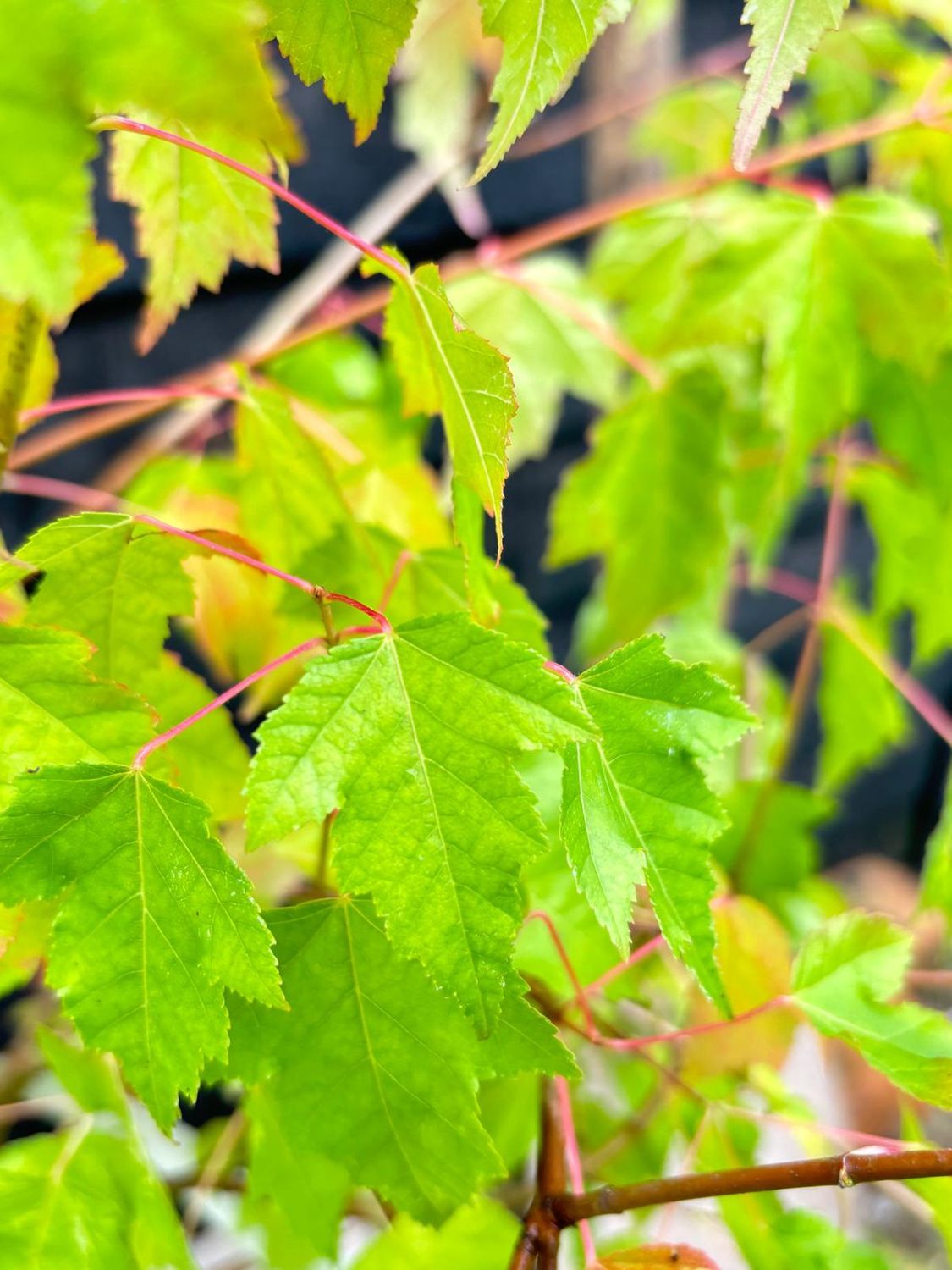 ACER ginnala / Amur Maple