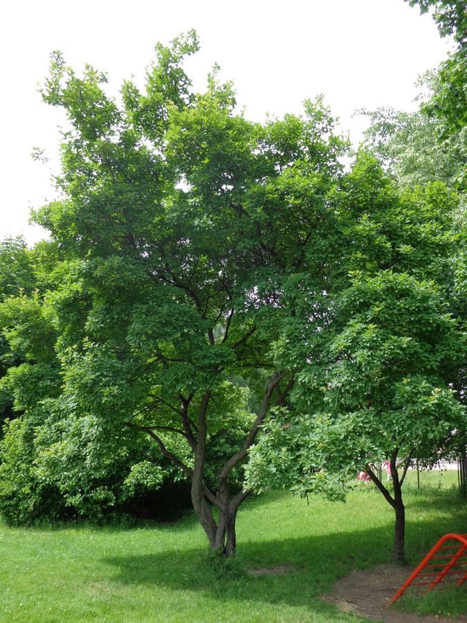 ACER ginnala / Amur Maple