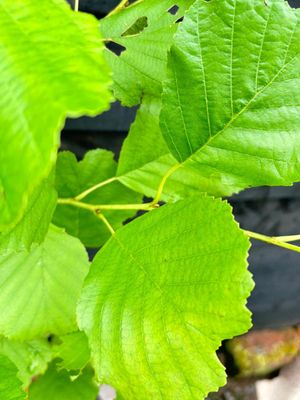 ALNUS incana 'Aurea' / Golden Alder