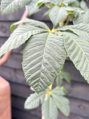 Red Horse Chestnut — view 2