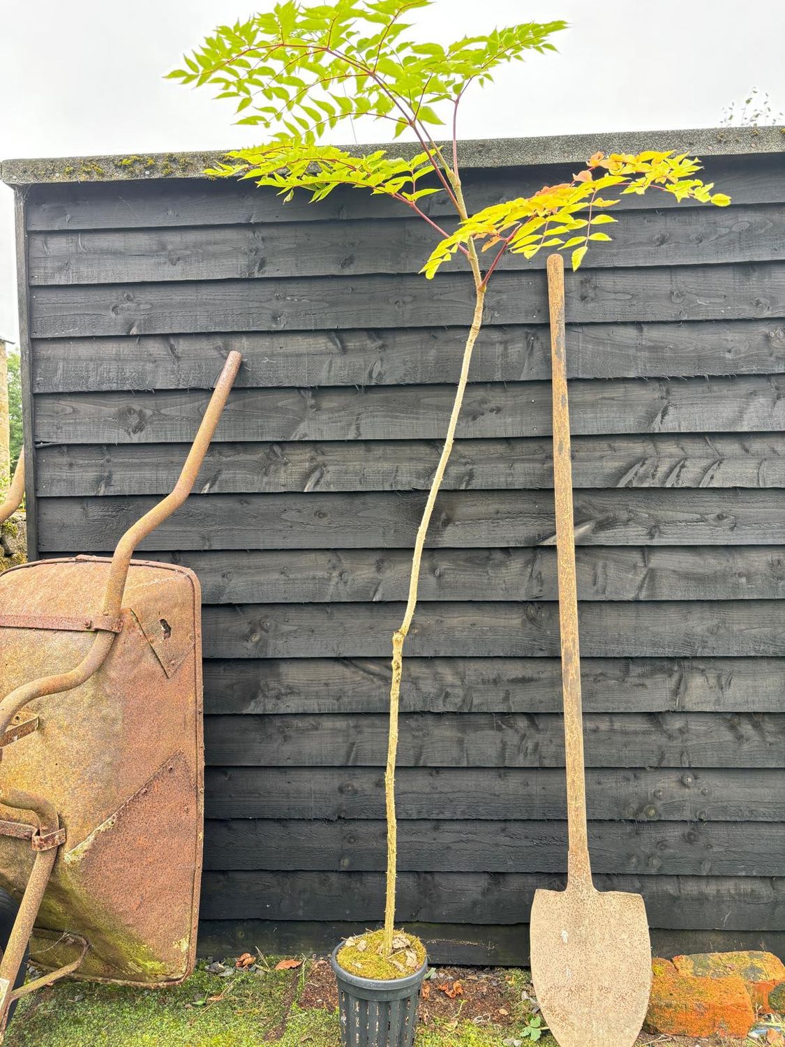 ARALIA elata / Angelica Tree