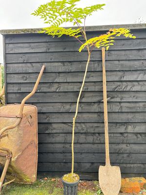 Angelica Tree