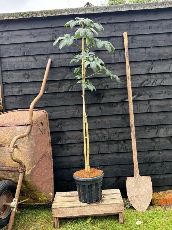 Red Horse Chestnut tree for sale UK