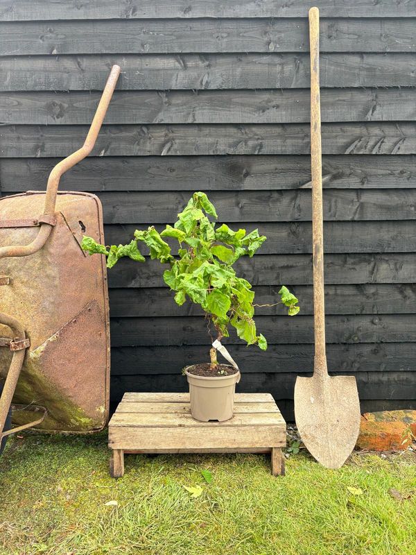 Contorted Hazel tree for sale UK