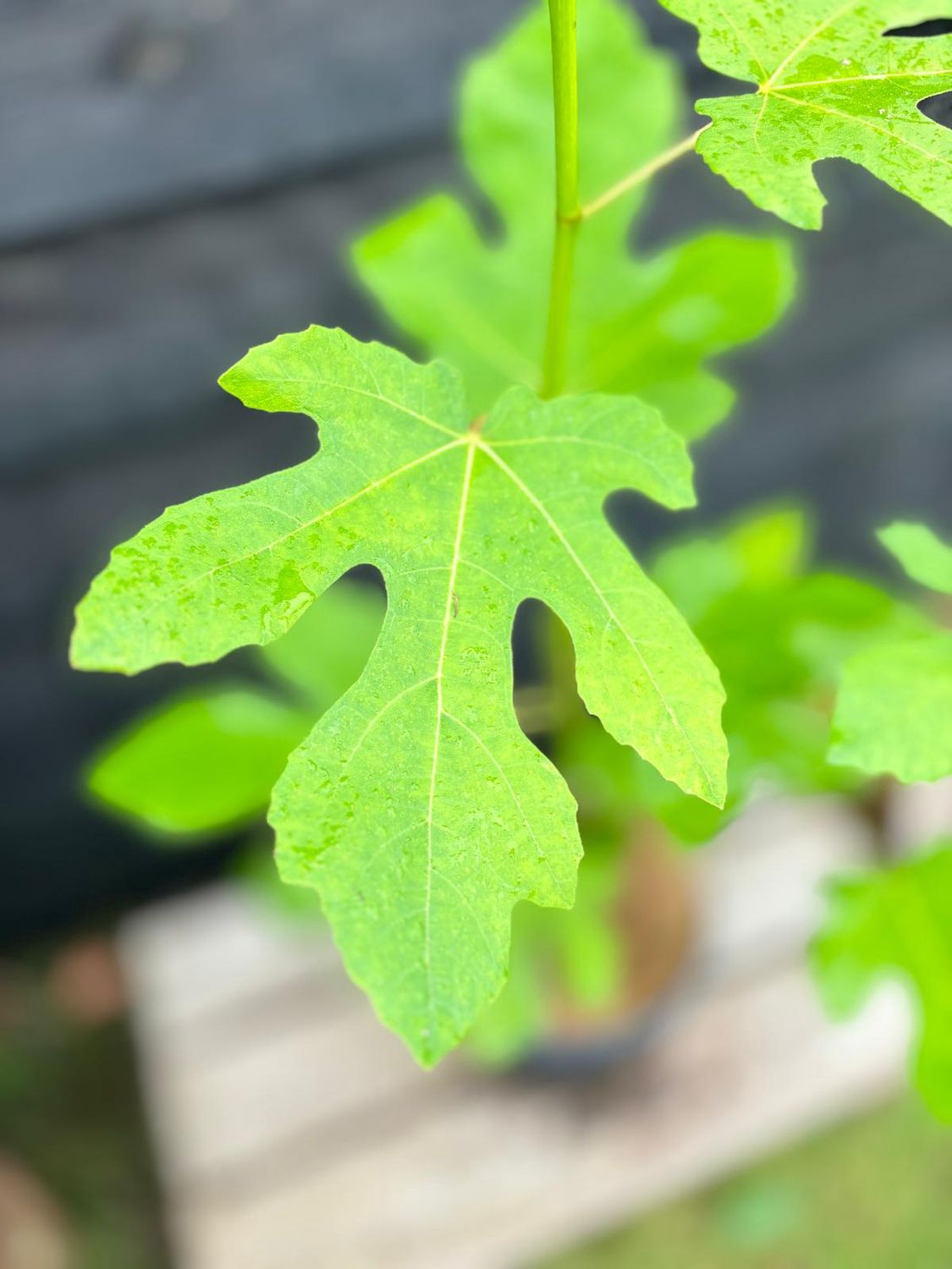 FICUS &#39;Brown Turkey&#39; / Fig