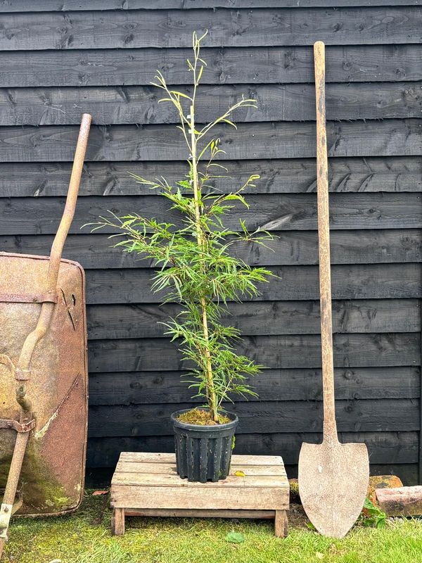 Fern Leaved Beech tree for sale UK