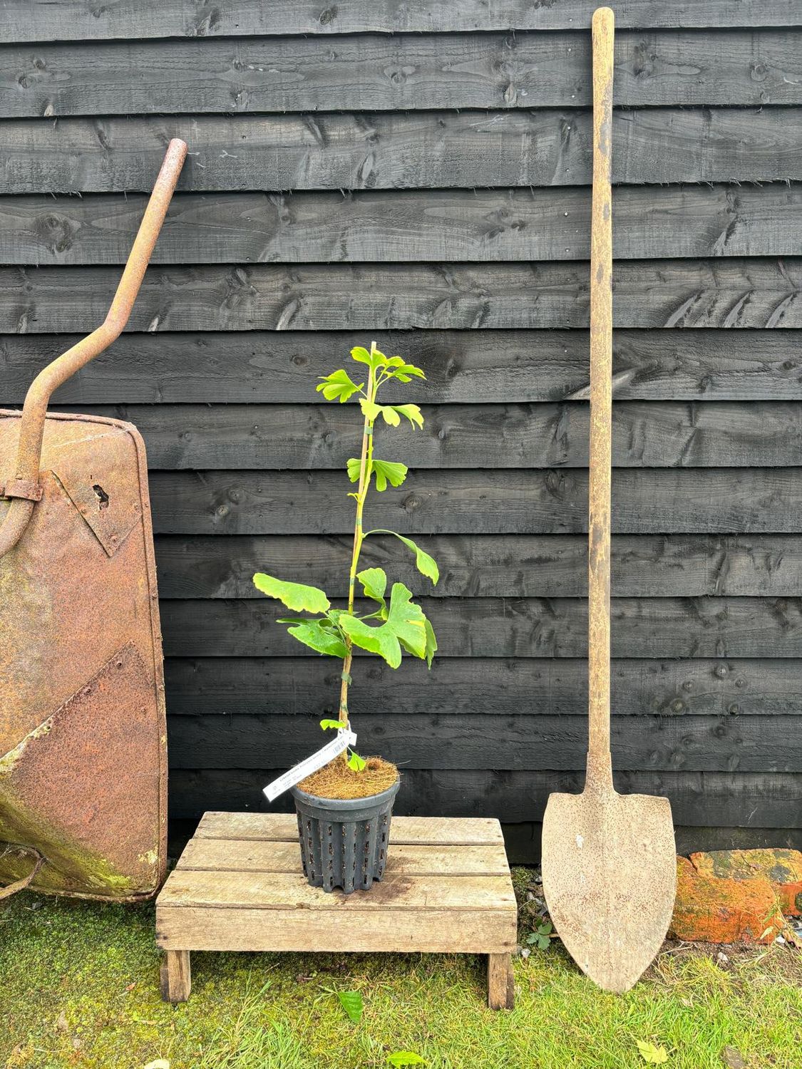 GINKGO biloba &#39;Princeton Sentry&#39; / Maidenhair Tree