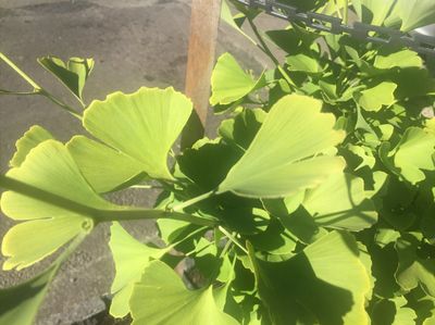 Maidenhair Tree — view 3