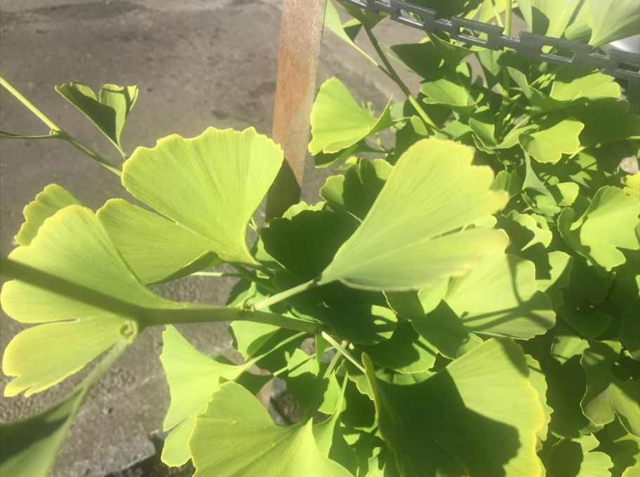 GINKGO biloba &#39;Princeton Sentry&#39; / Maidenhair Tree