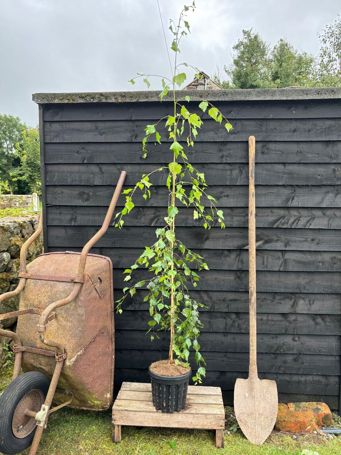 BETULA pendula &#39;Youngii&#39; / Young&#39;s Weeping Birch
