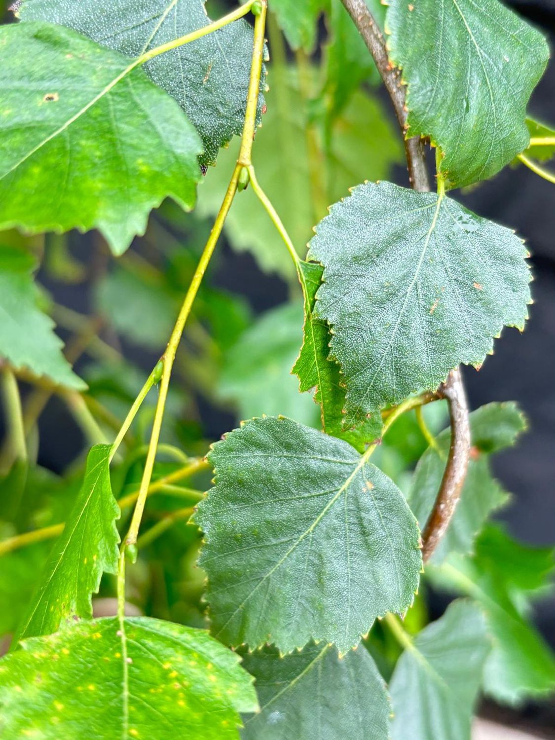 BETULA pendula &#39;Youngii&#39; / Young&#39;s Weeping Birch