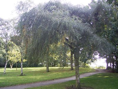 Young's Weeping Birch — view 3