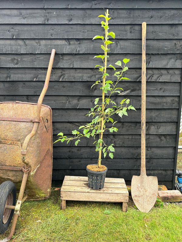 Flowering Crab Apple tree for sale UK