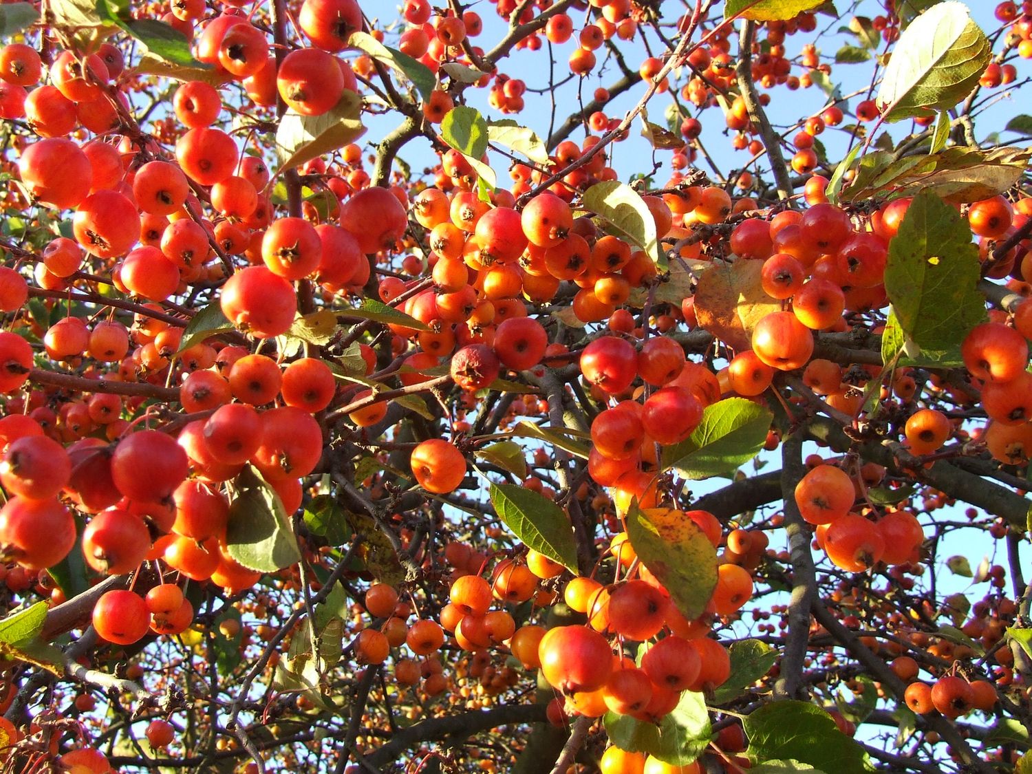 MALUS &#39;Evereste&#39; / Flowering Crab Apple