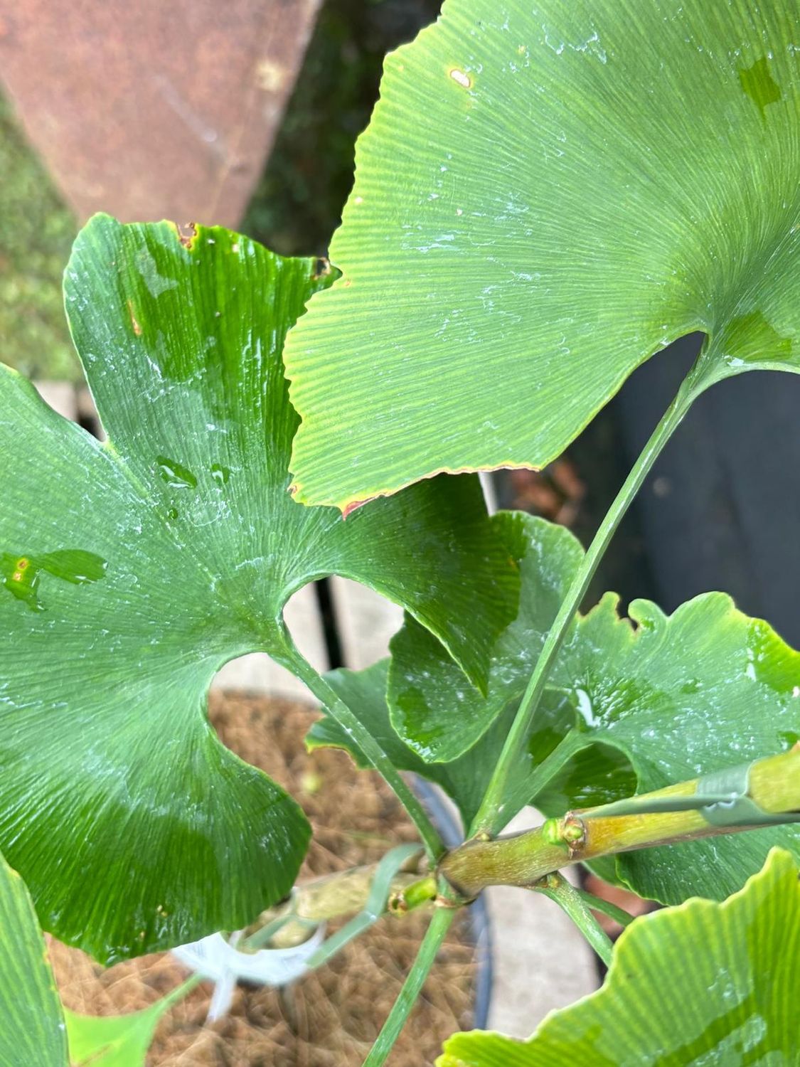 GINKGO biloba &#39;Princeton Sentry&#39; / Maidenhair Tree