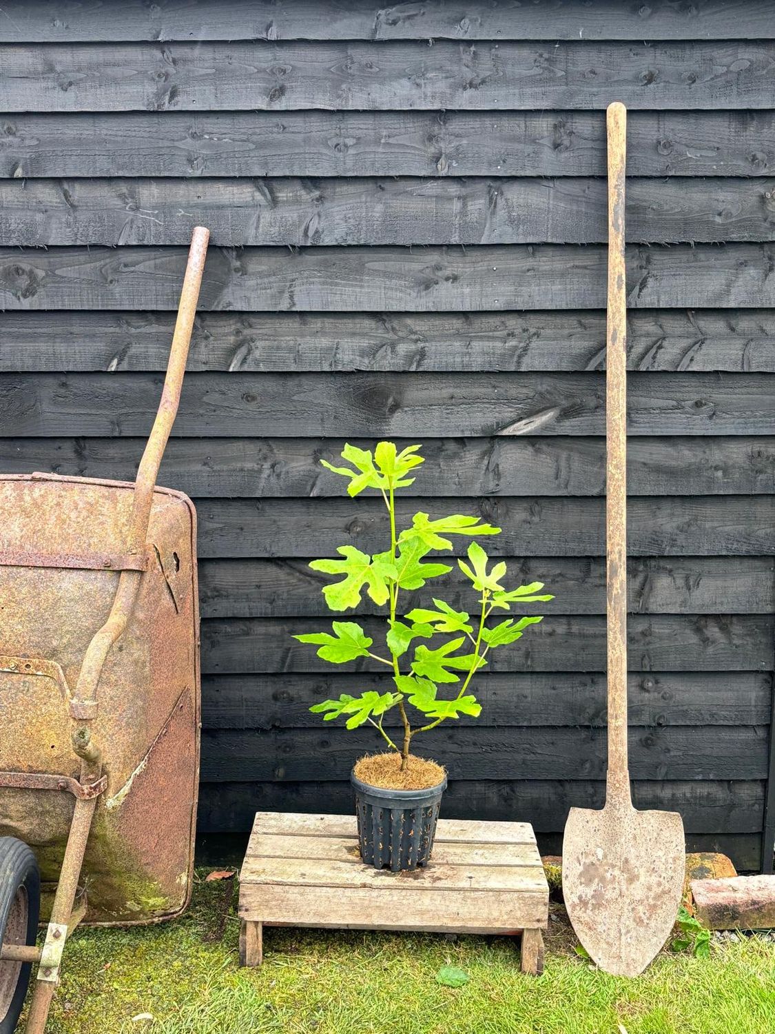 FICUS &#39;Brown Turkey&#39; / Fig