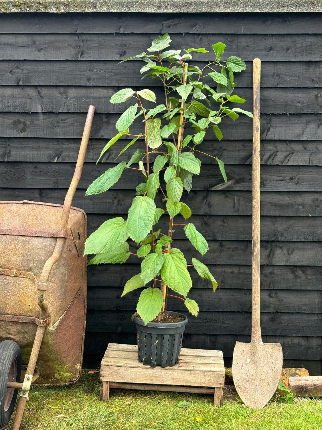 DAVIDIA involucrata / Handkerchief Tree