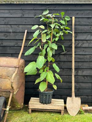 DAVIDIA involucrata / Handkerchief Tree