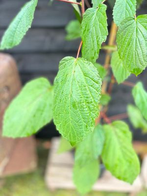 Handkerchief Tree — view 2
