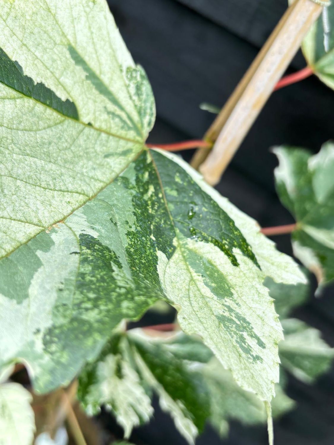 ACER pseudoplatanus ‘Leopoldii’ / Variegated Sycamore
