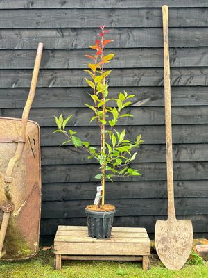 MALUS &#39;Rudolph&#39; / Flowering Crab Apple
