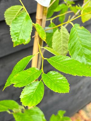 BETULA utilis 'Edinburgh' / Himalayan Birch