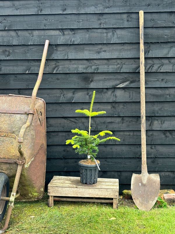 Fraser Fir tree for sale UK