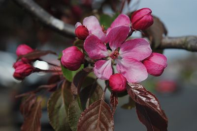 Flowering Crab Apple — view 4