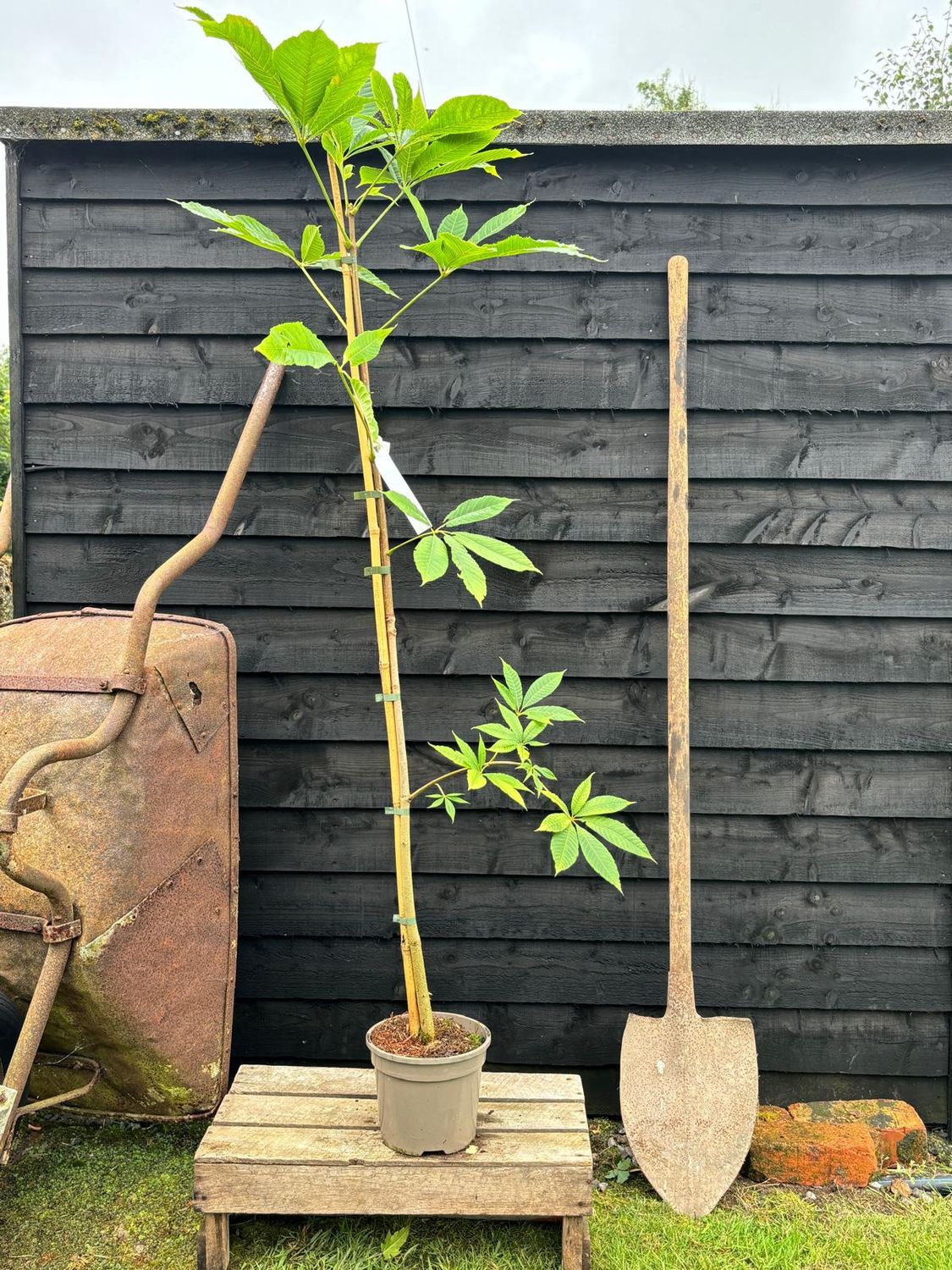 AESCULUS indica / Indian Horse Chestnut