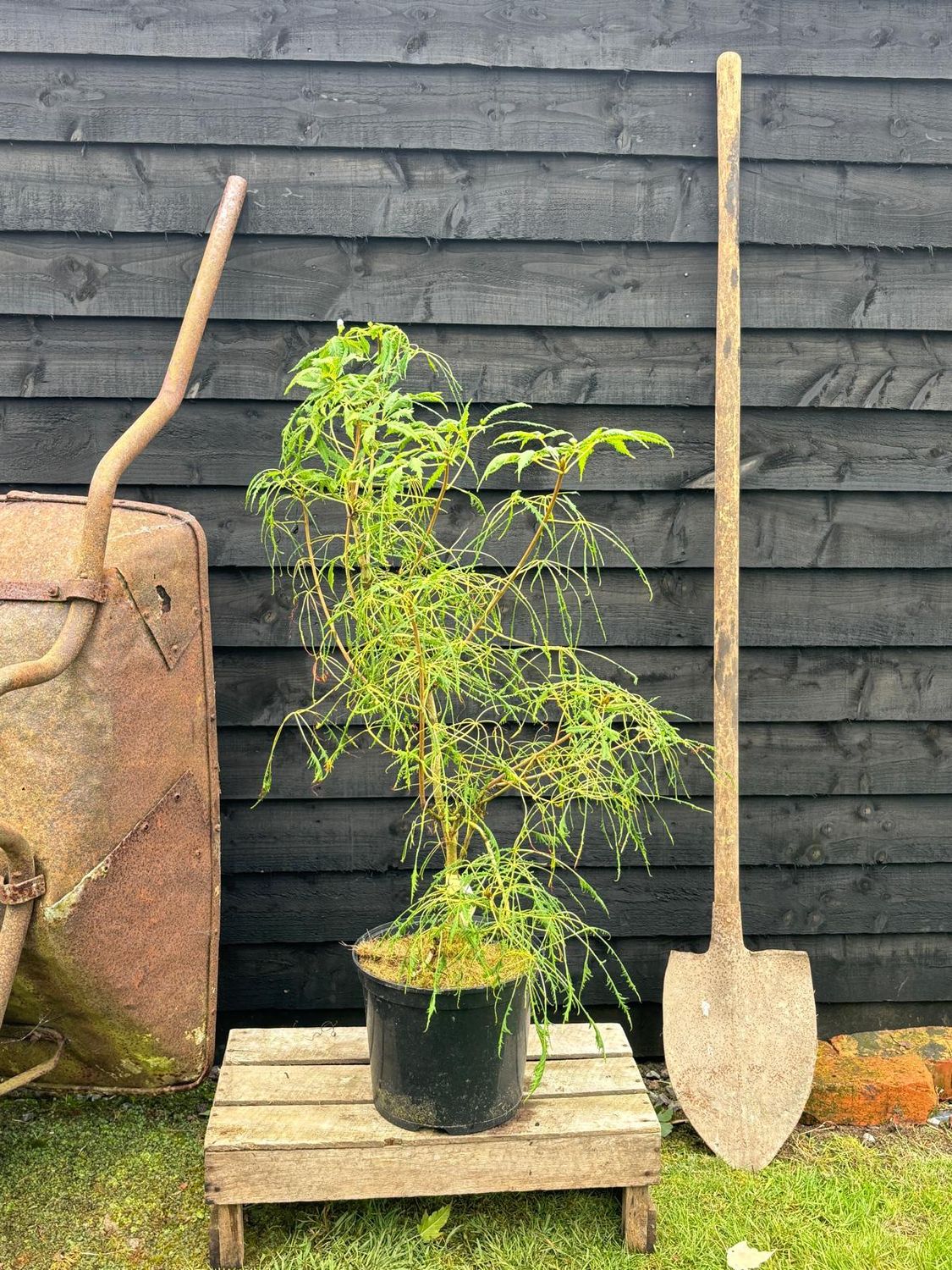 AESCULUS hippocastanum &#39;Laciniata&#39; / Cut Leaf Horse Chestnut