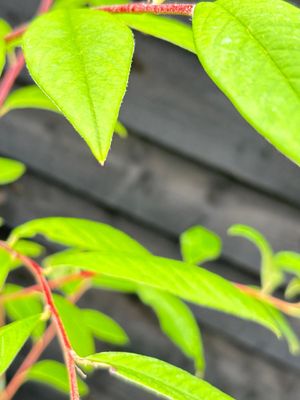 Cotoneaster — view 2