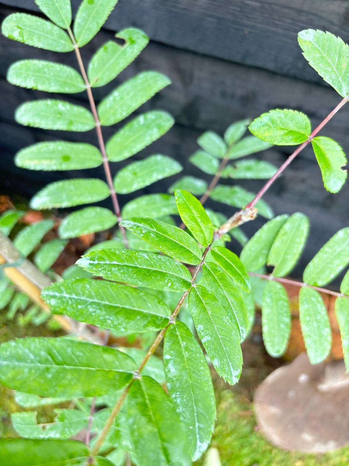 SORBUS  &#39;Golden Wonder&#39; / Mountain Ash