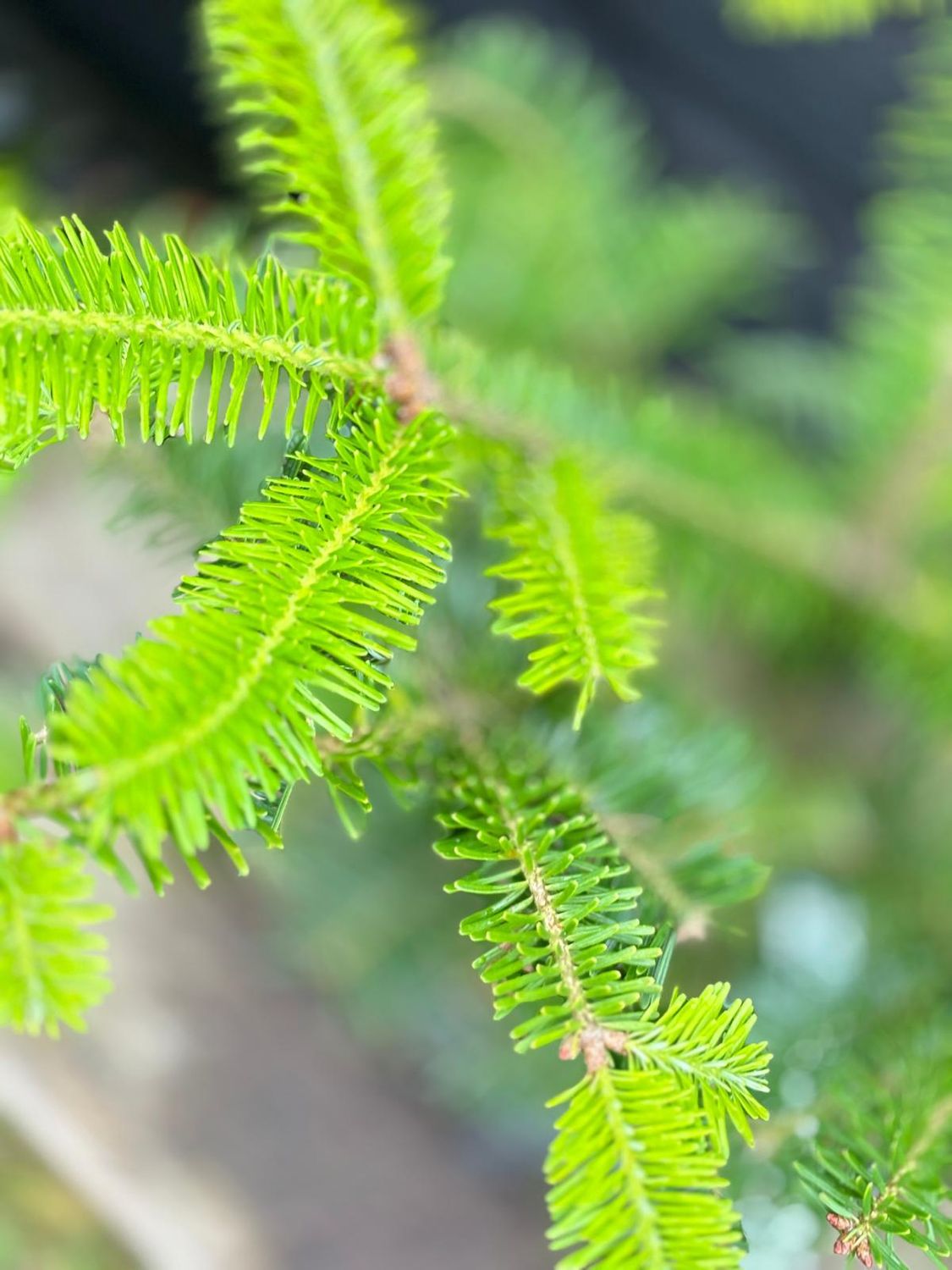 ABIES fraseri / Fraser Fir