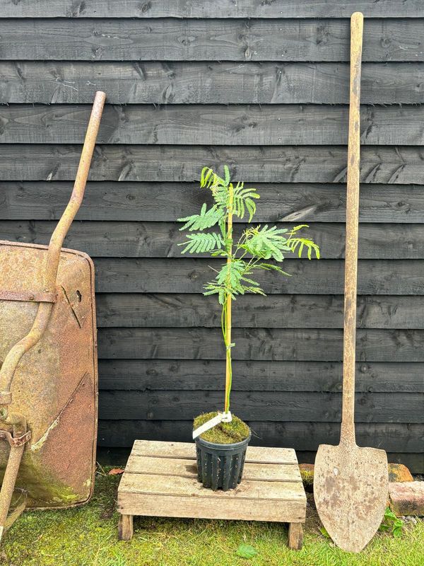 Blue Wattle tree for sale UK