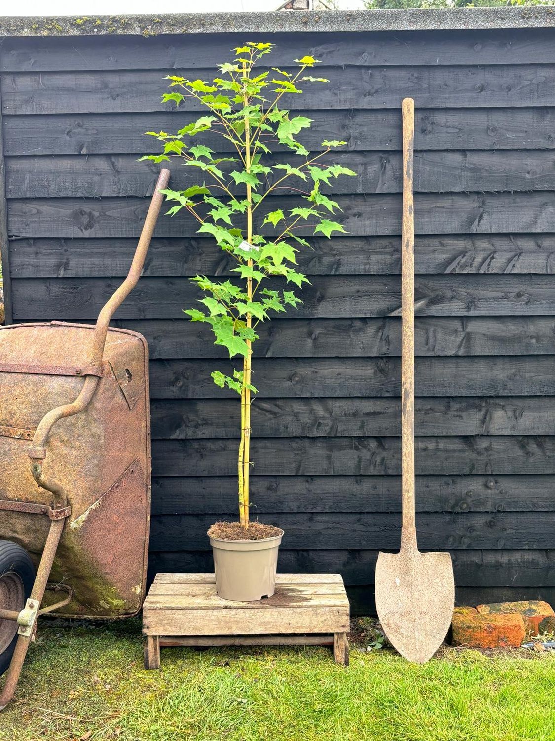 ACER cappadocicum &#39;Aureum&#39; / Golden Maple