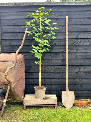 ACER cappadocicum &#39;Aureum&#39; / Golden Maple