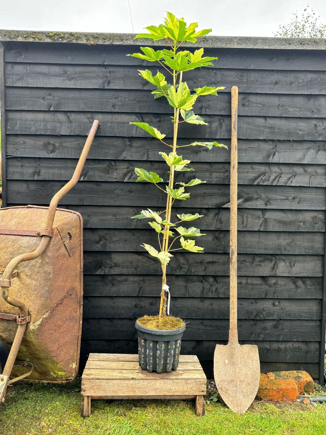 ACER pseudoplatanus ‘Leopoldii’ / Variegated Sycamore
