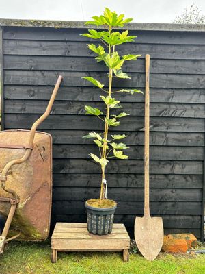 ACER pseudoplatanus ‘Leopoldii’ / Variegated Sycamore