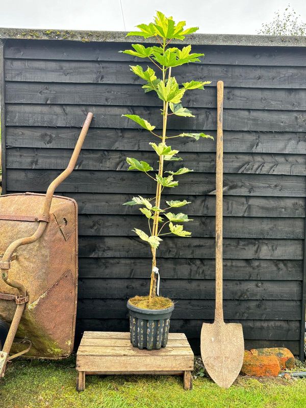 Variegated Sycamore tree for sale UK