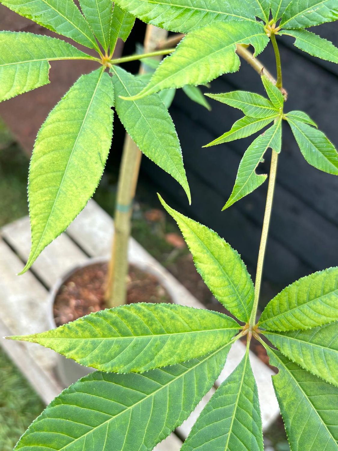 AESCULUS indica / Indian Horse Chestnut