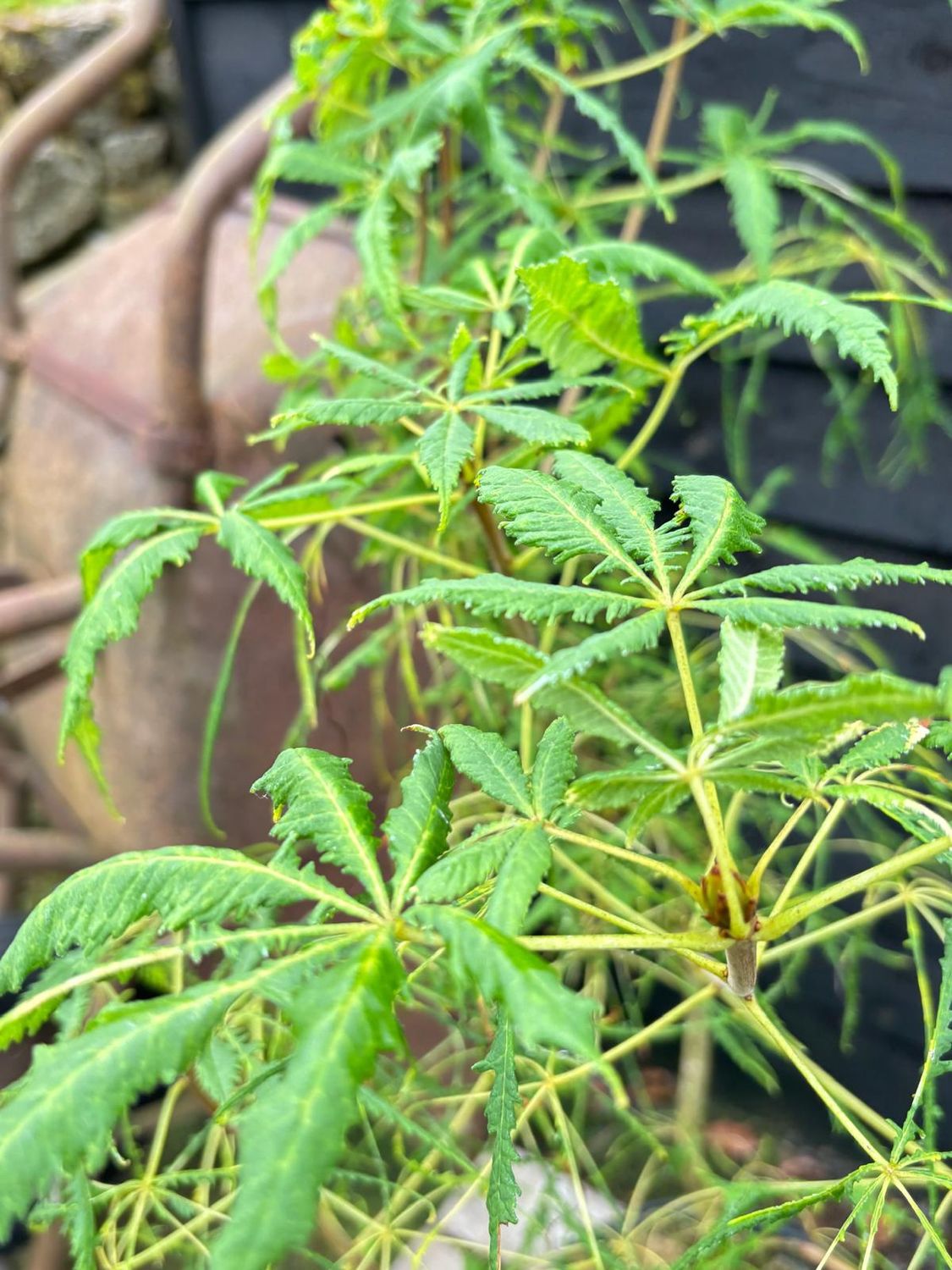 AESCULUS hippocastanum &#39;Laciniata&#39; / Cut Leaf Horse Chestnut