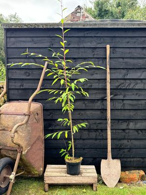 COTONEASTER watereri &#39;Cornubia&#39; / Cotoneaster